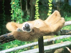 Short Break, Gibbon Basking, Thailand